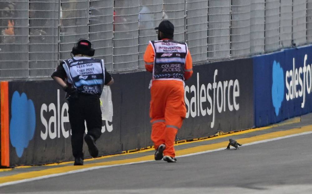 F1 practice in Singapore halted after lizard runs onto track 3 | ASL