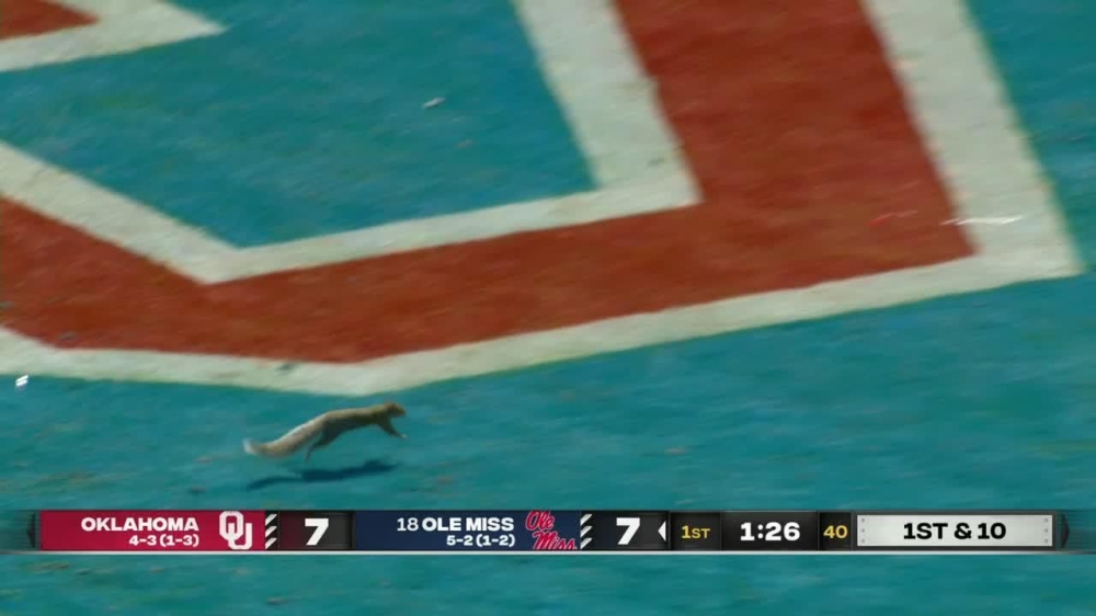 Squirrel at Oklahoma-Ole Miss recalls other moments of wildlife on the field 1 | ASL