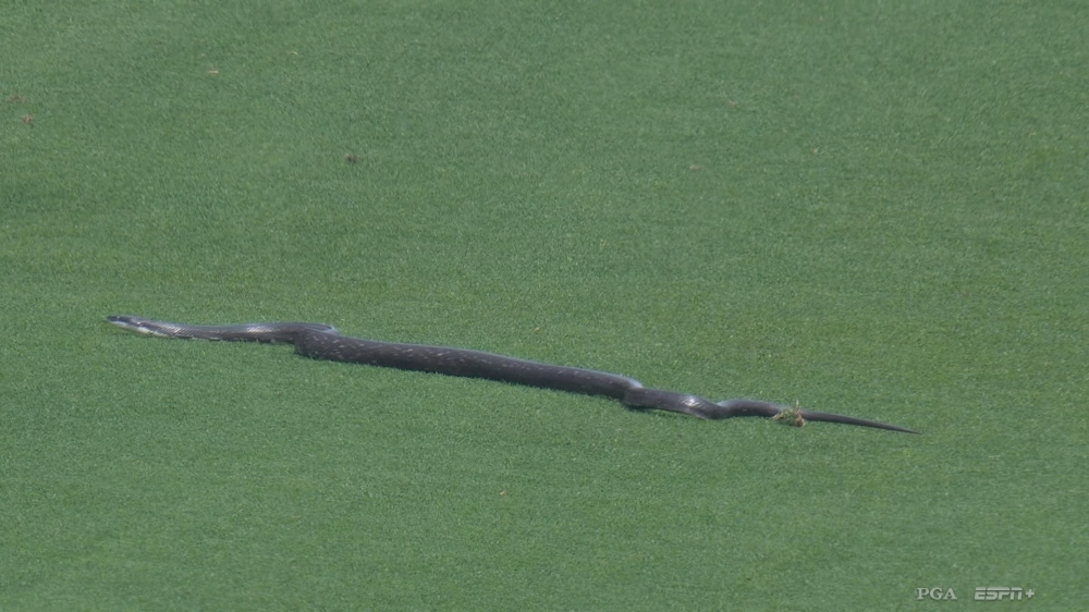 Snake at PGA Championship reminiscent of other moments of wildlife on the field 1 | ASL