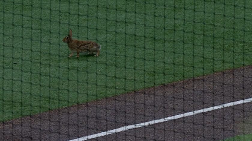 Bunny at Texas-Oklahoma reminiscent of other moments of wildlife on the field 1 | ASL