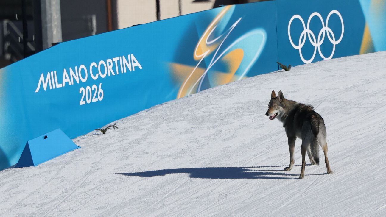 Dog on the course at the Olympics recalls past wildlife interruptions Dog on Olympic course evokes memories of previous wildlife disruptions 1